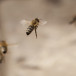 Apiphobe